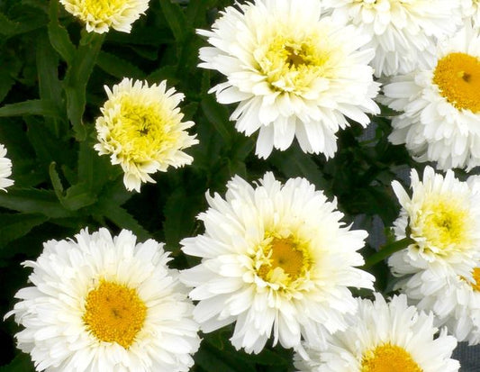 1g Macaroon Shasta Daisy