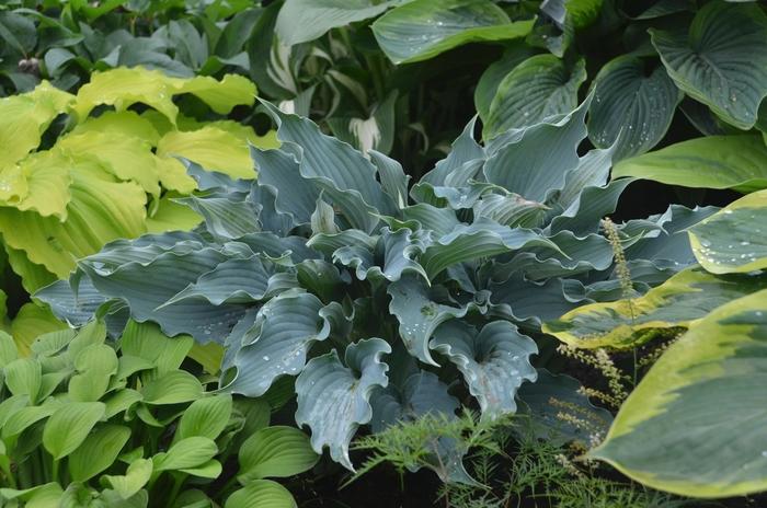 1g Waterslide Plantain Lily