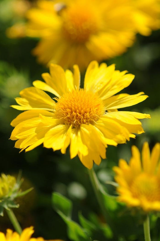 1g Mesa Yellow Blanket Flower