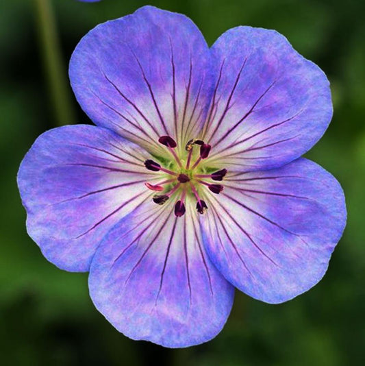1g Azure Rush Cranesbill