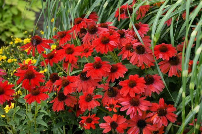 1g Salsa Red Coneflower