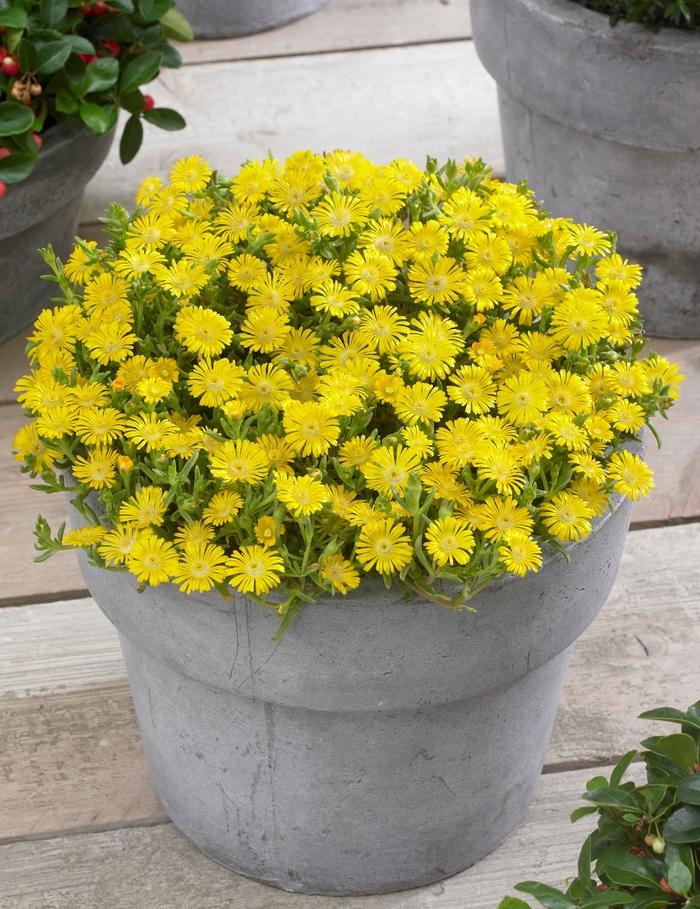 1g Golden Wonder Ice Plant