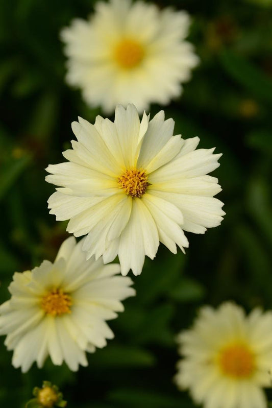 1g Cream Tickseed