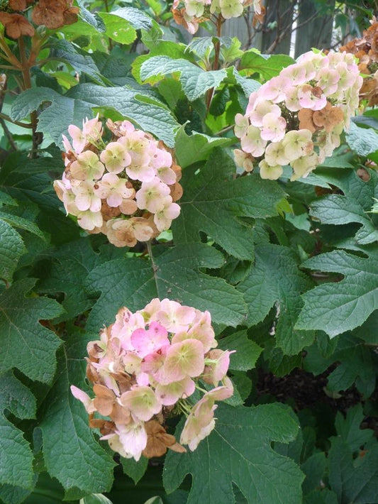 2g Snow Queen Oakleaf Hydrangea