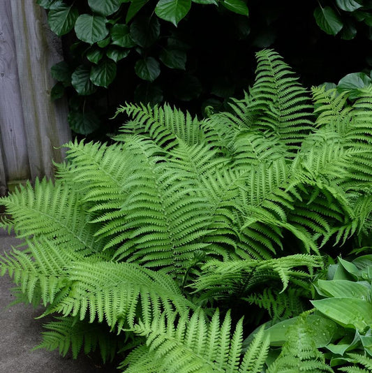 1g Robust Male Fern