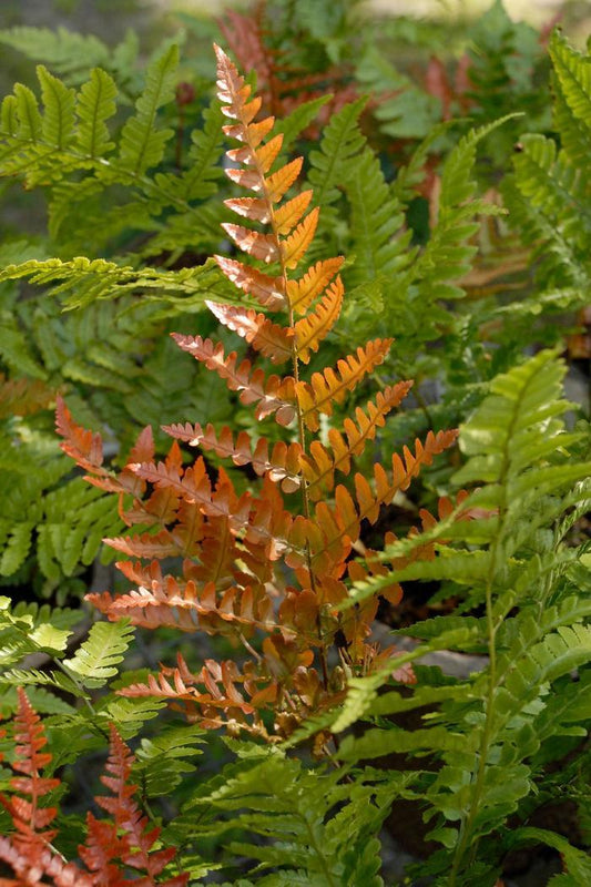 1g Brilliance Autumn Fern
