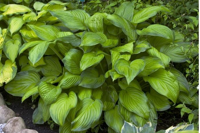 1g Stained Glass Plantain Lily