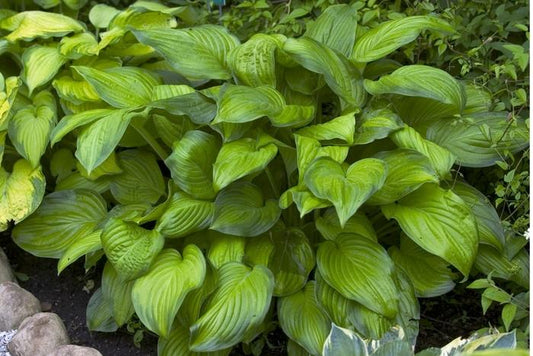 1g Stained Glass Plantain Lily