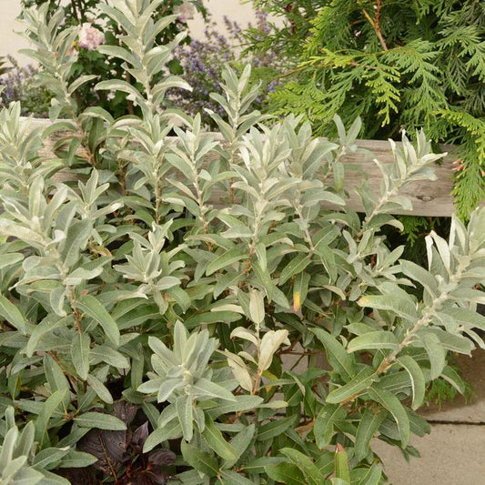 2g Iceberg Alley Willow