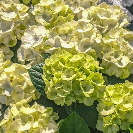 2g Grin and Tonic Hydrangea