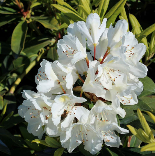 2g Chionoides Rhododendron