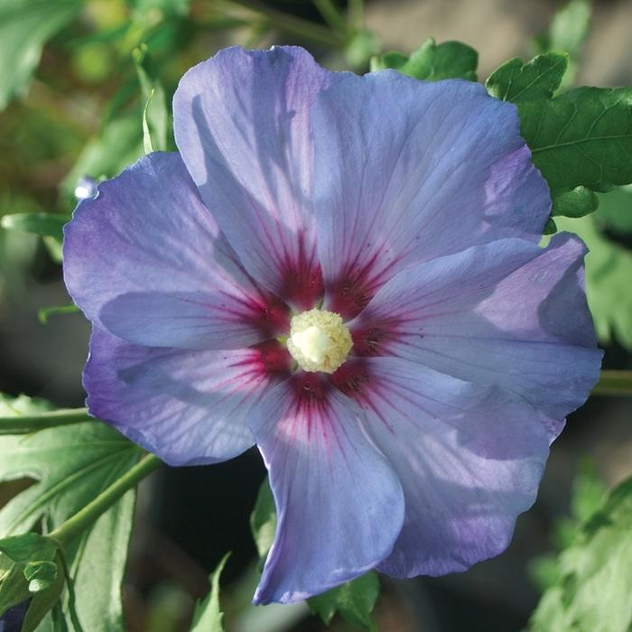 2g Azurri Blue Satin  Rose of Sharon