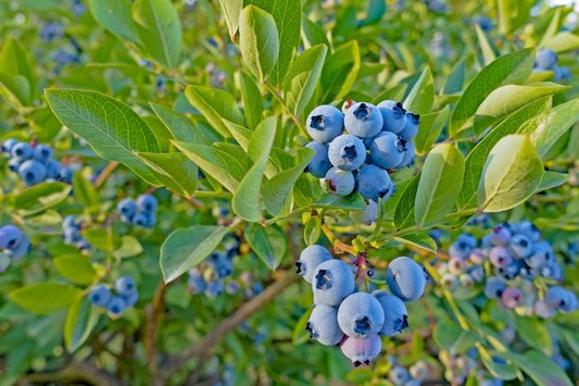 1g Top Hat Lowbush Blueberry