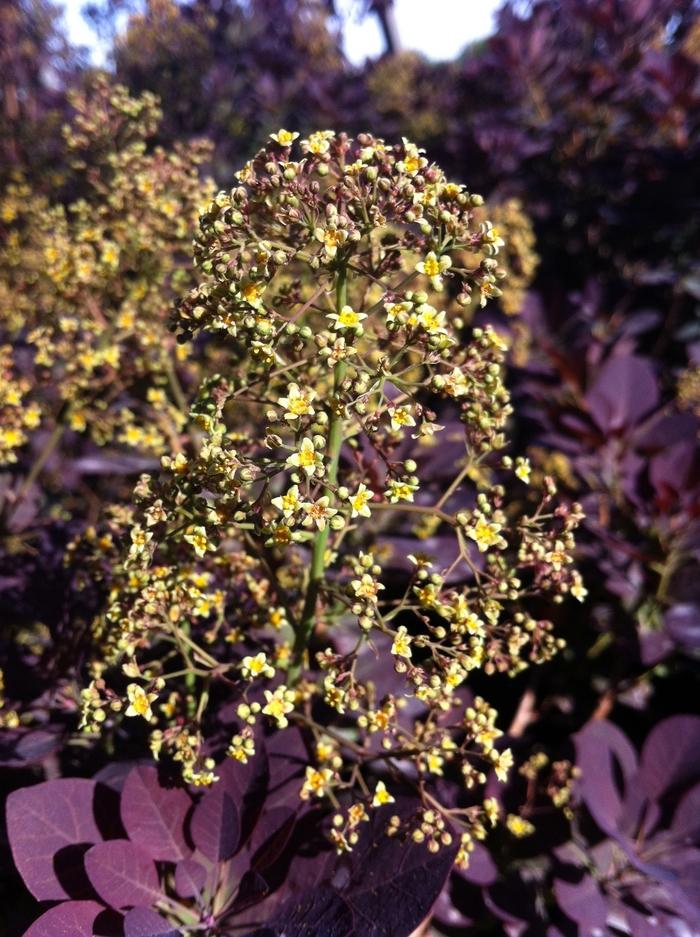 2g Royal Purple Smokebush