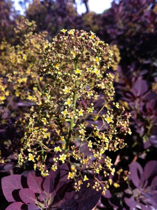 2g Royal Purple Smokebush