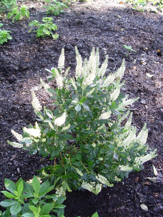 1 Quart Hummingbird Summersweet