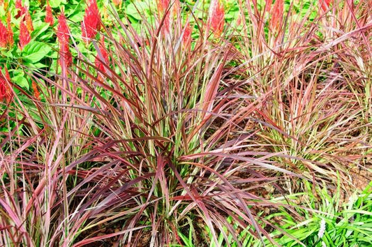 1g Variegated Purple Fountain Grass