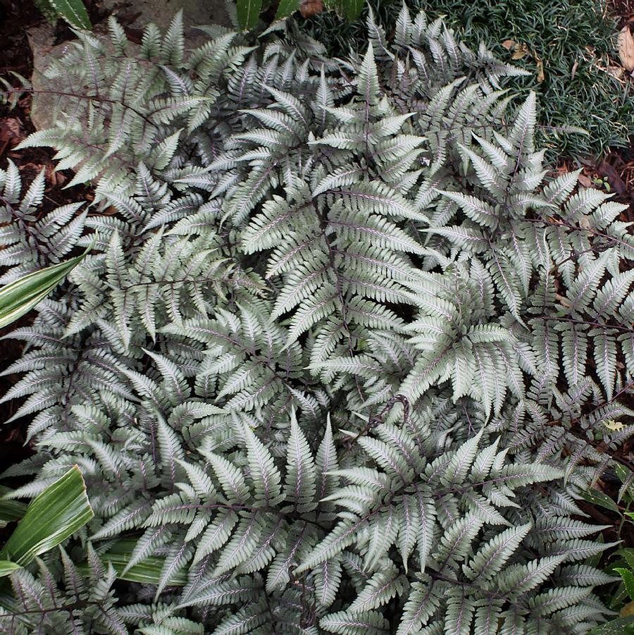1g Giant Japanese Painted Fern