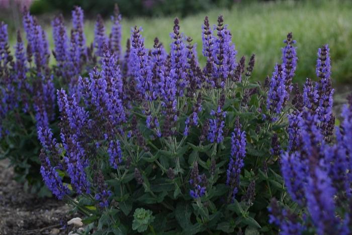 1g Bumbleblue Sage