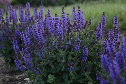 1g Bumbleblue Sage