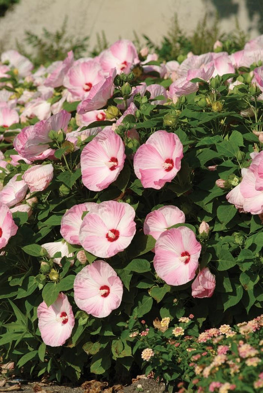 2g Luna Rose Rose Mallow