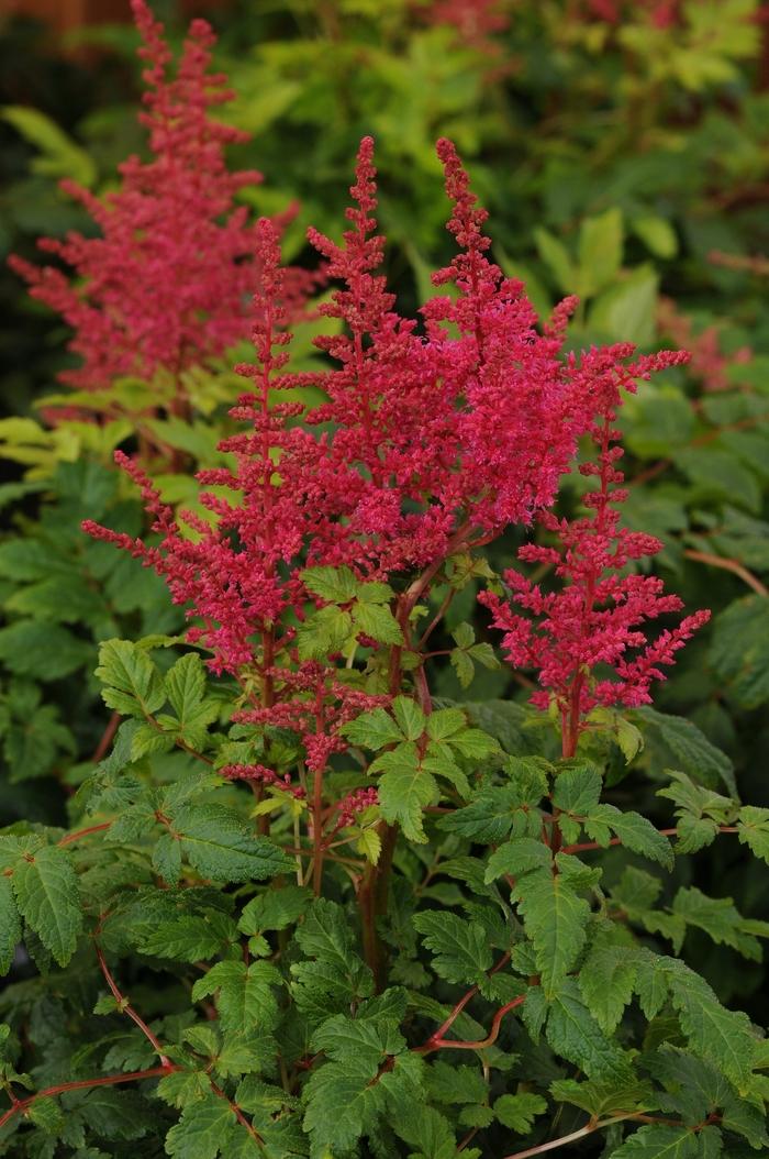 2g Younique Carmine False Spirea