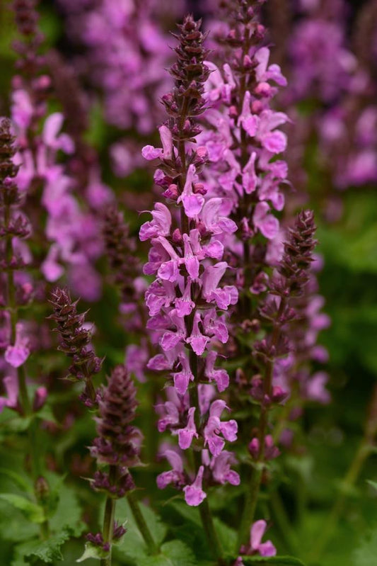 1g Rose Marvel Meadow Sage