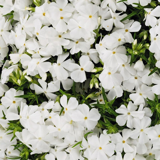 1g White Creeping Phlox