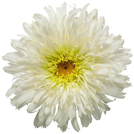 1g Marshmallow Shasta Daisy