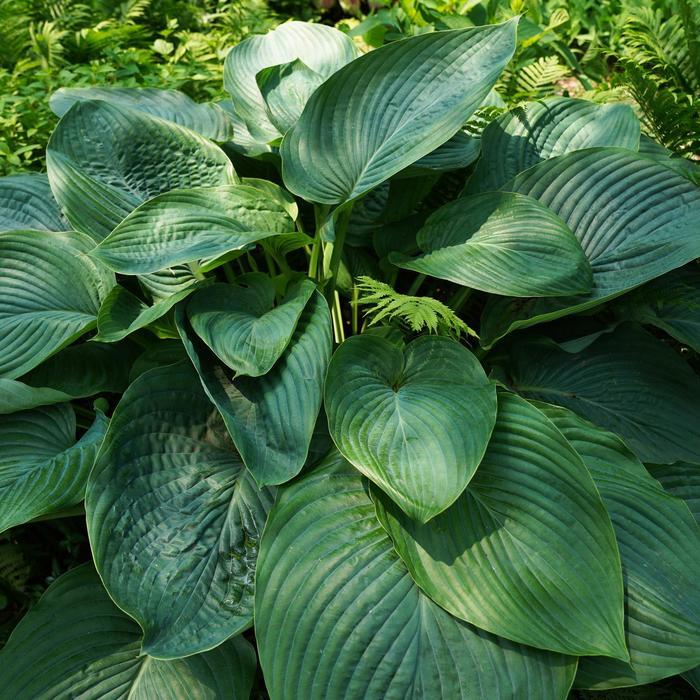 1g Empress Wu Hosta
