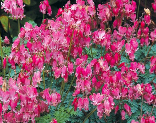 1g King of Hearts Bleeding Heart