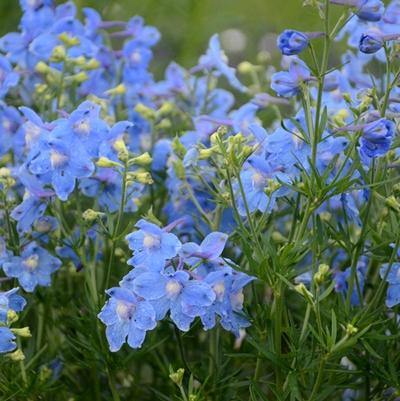 1g Summer Blues Larkspur
