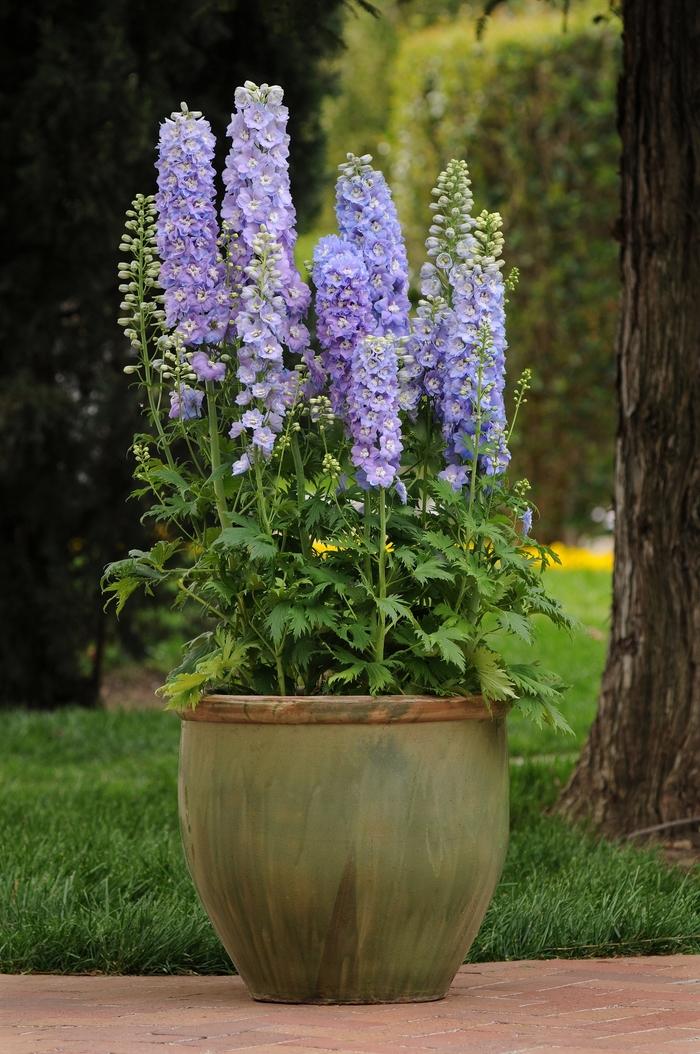 1g Guardian Lavender Larkspur