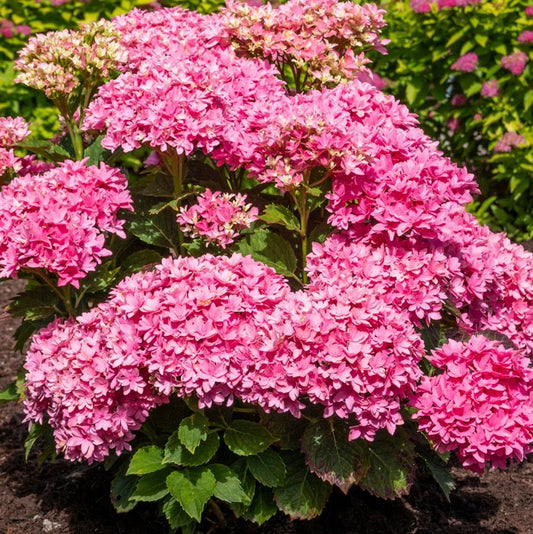 2g Starfield Hydrangea