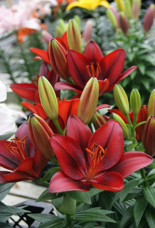 1g Tiny Rocket Lily