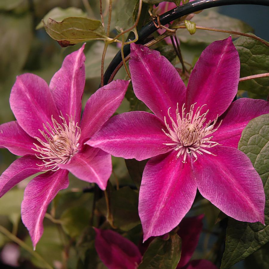 1g Killian Donahue Clematis