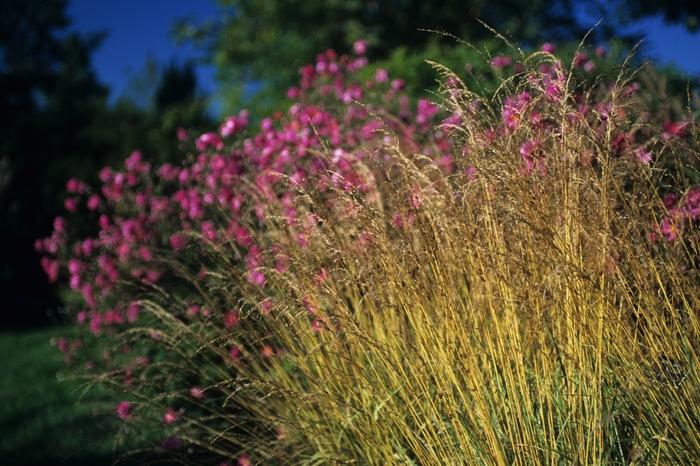 1g Variegated Moor Grass