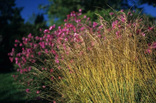 1g Variegated Moor Grass