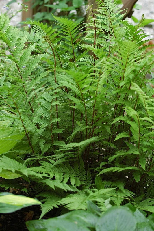 1g Lady Fern