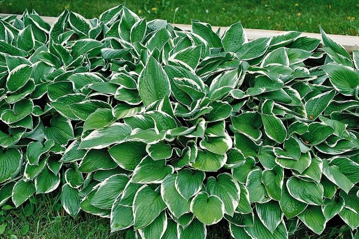 1g Hosta Francee