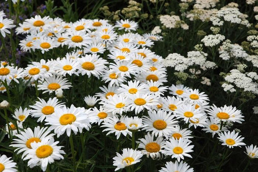 1g Snowcap Shasta Daisy