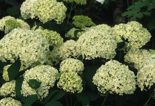 2g. Annabelle Hydrangea