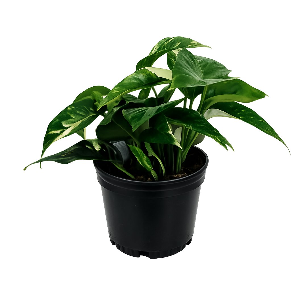 Albo pothos - 6 Inch Pot