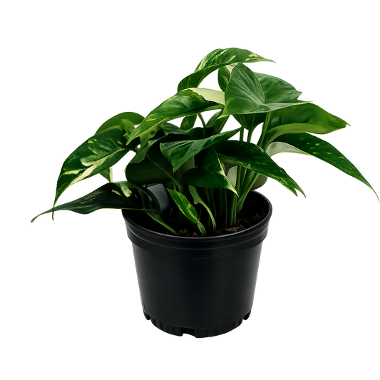 Albo pothos - 6 Inch Pot