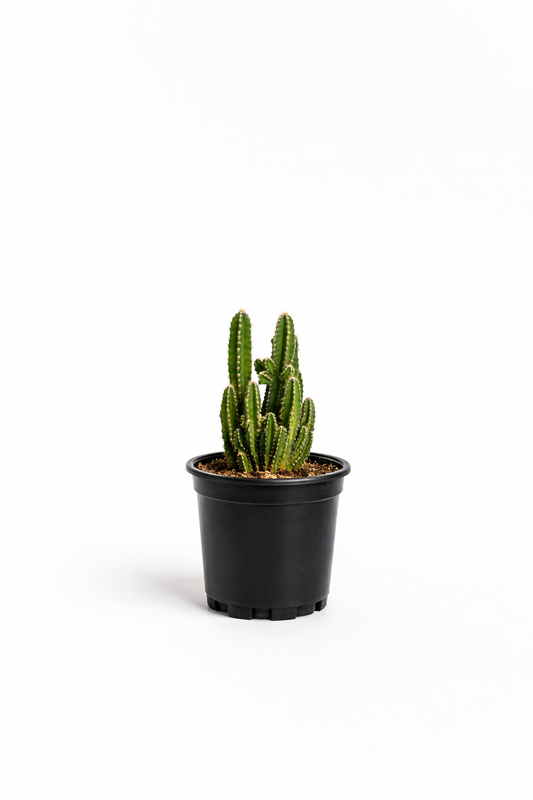 Fairy Castle Cactus - 2.5 Inch Pot