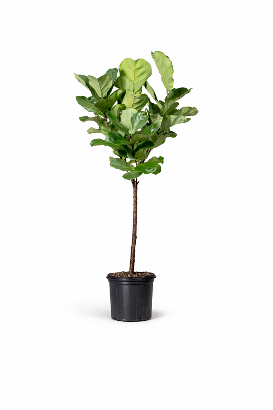 Fiddle Lead Fig - 12 Inch Pot