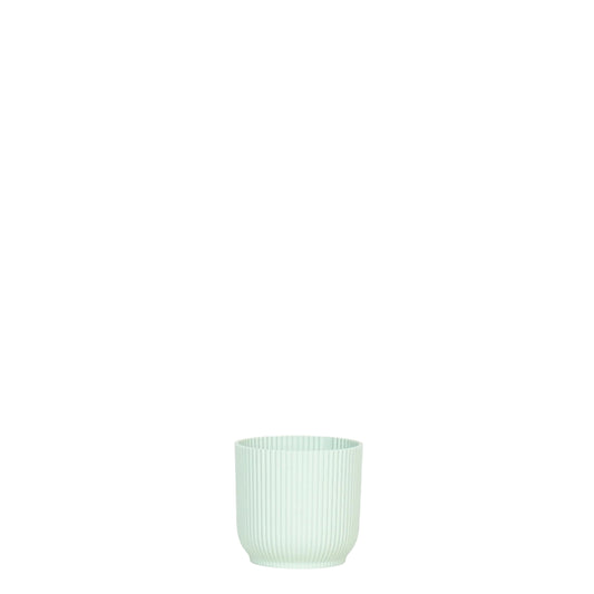 Ribbed Mint - 4 Inch Pot