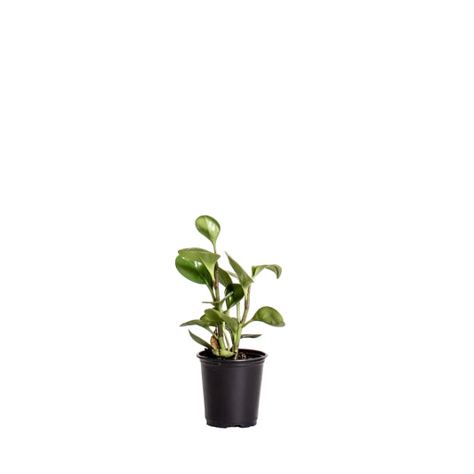 Peperomia Obtusifolia - 4 Inch Pot