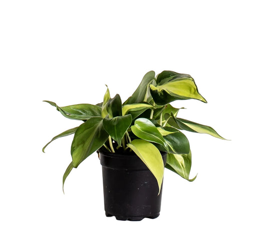 Philodendron Brasil - 6 Inch Pot