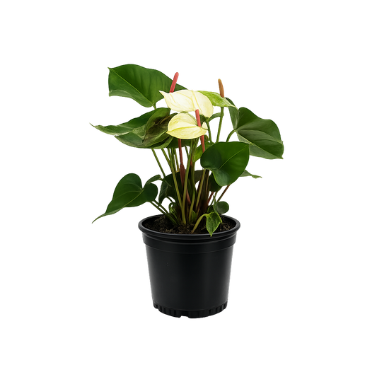 Anthurium - 6 Inch Pot